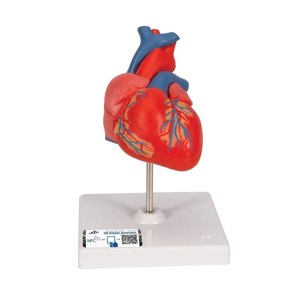 3b-scientific-klassisches-herzmodell-lebensgro-2-teilig-mit-smart-anatomy-app image 1