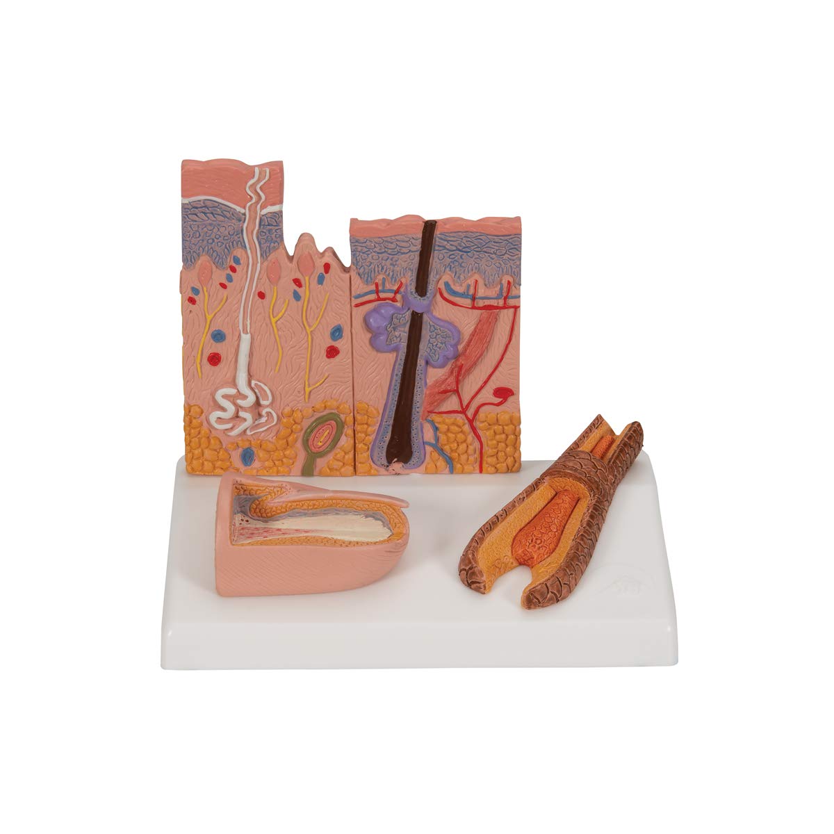 3b-scientific-nierenmodell-serie-l-ngsschnitt-nephron-niere-mit-blutgef-en-und-n image 1