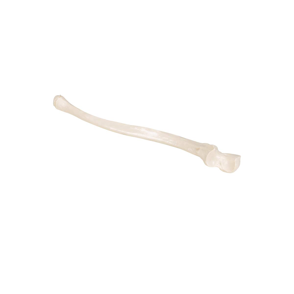 3b-scientific-ellenknochen-modell-ulna-unterarmknochen-replik-smart-anatomy-app image 8