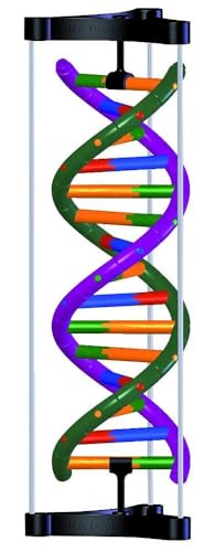 3b-scientific-dna-doppelhelix-modell-studenten-kit-farbkodierter-bausatz image 2