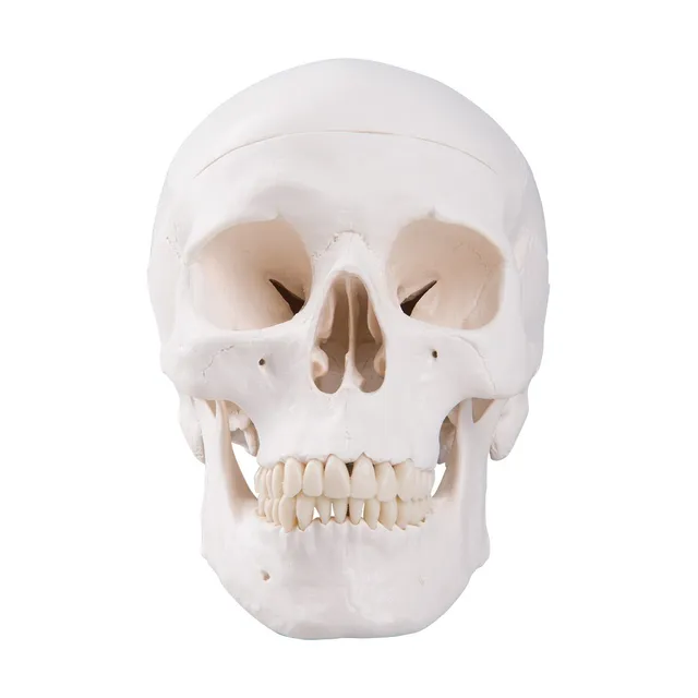 3b-scientific-klassisches-sch-del-modell-mit-montage-anatomie-sch-del-classique image 1