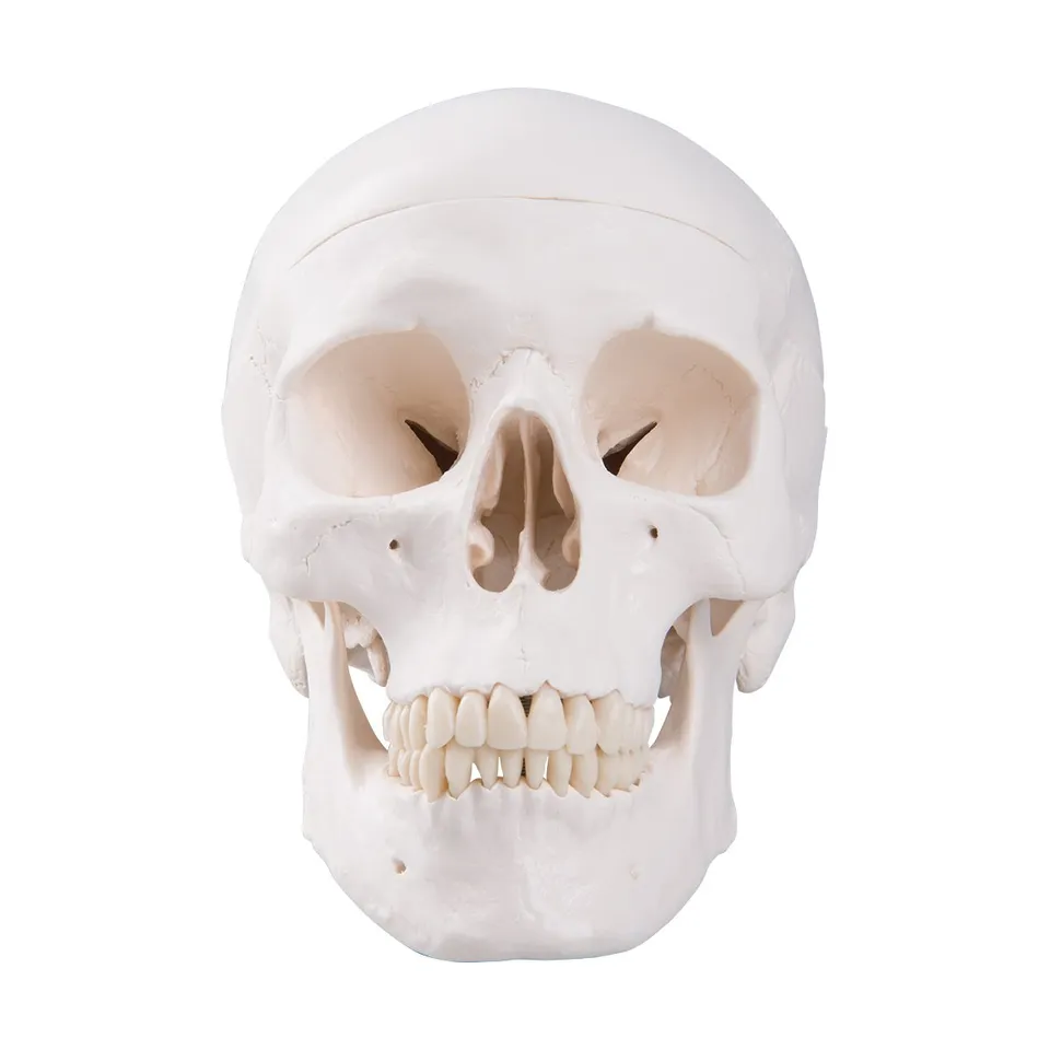3b-scientific-klassisches-sch-del-modell-mit-montage-anatomie-sch-del-classique image 1