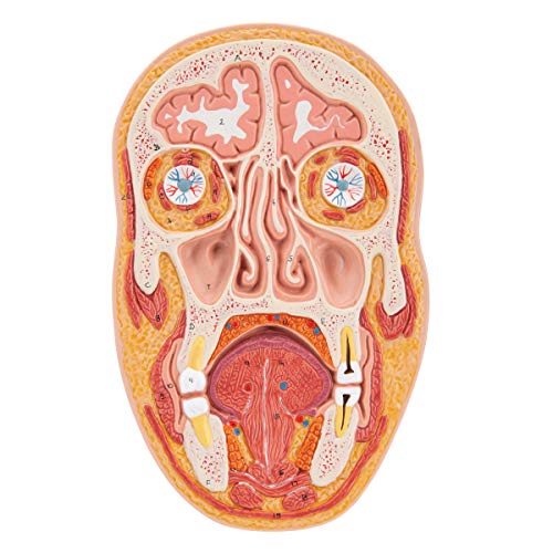 3b-scientific-kopfmodell-lebensgro-median-frontalschnitt-mit-gehirn-smart-anatom image 5