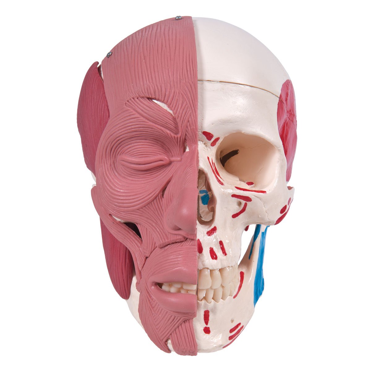 3b-scientific-classic-skull-series-sch-del-modell-a300-klassisch-mit-montage image 2