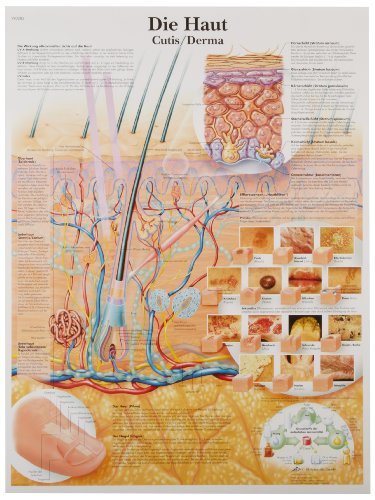 3b-scientific-lehrtafel-die-haut-vr1283uu-anatomieposter-50-x-67-cm image 4