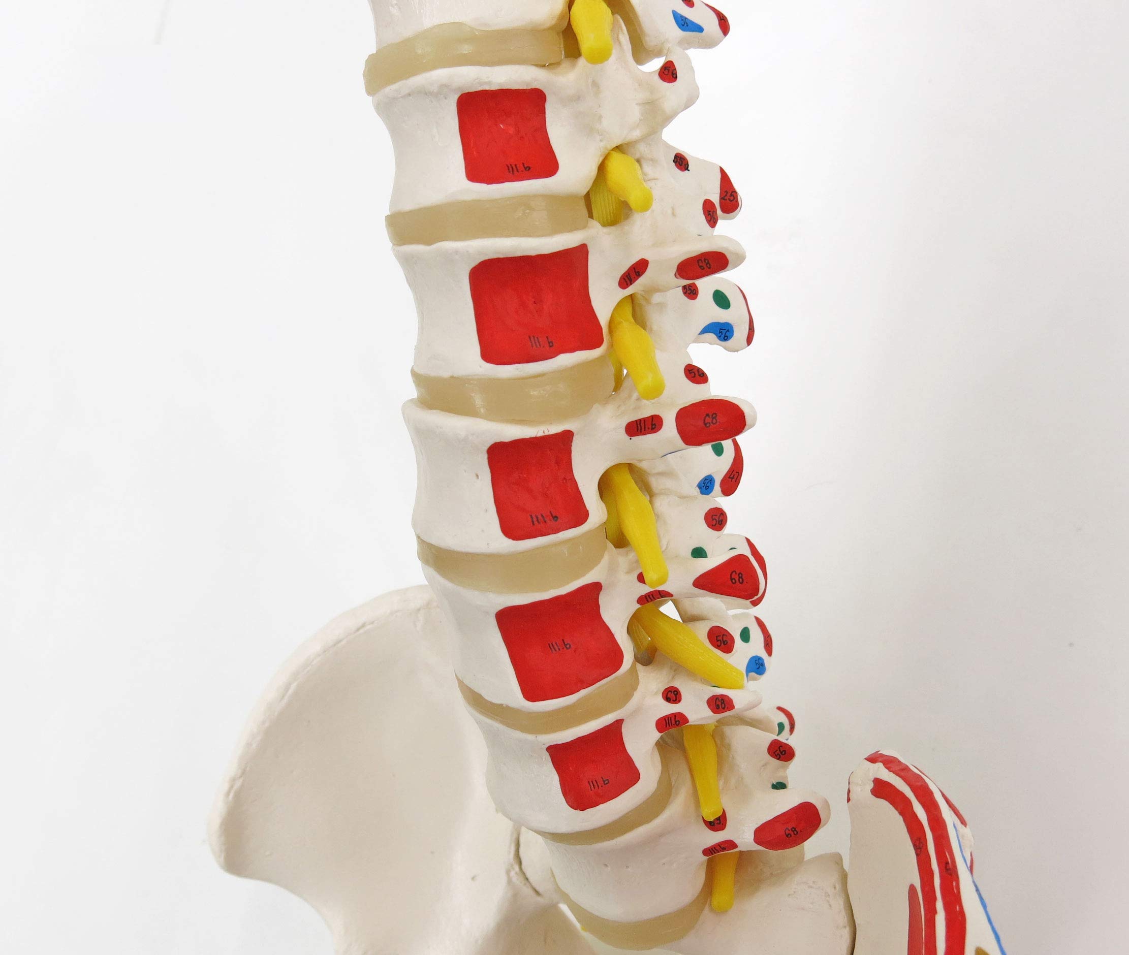 3b-scientific-flexible-wirbels-ule-klassik-lebensgro-es-wirbels-ulenmodell-mit-m image 5