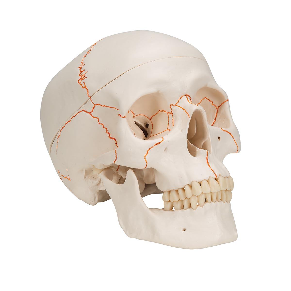3b-scientific-a21-klassik-sch-del-3-teilig-mit-nummerierung-3b-smart-anatomy image 3
