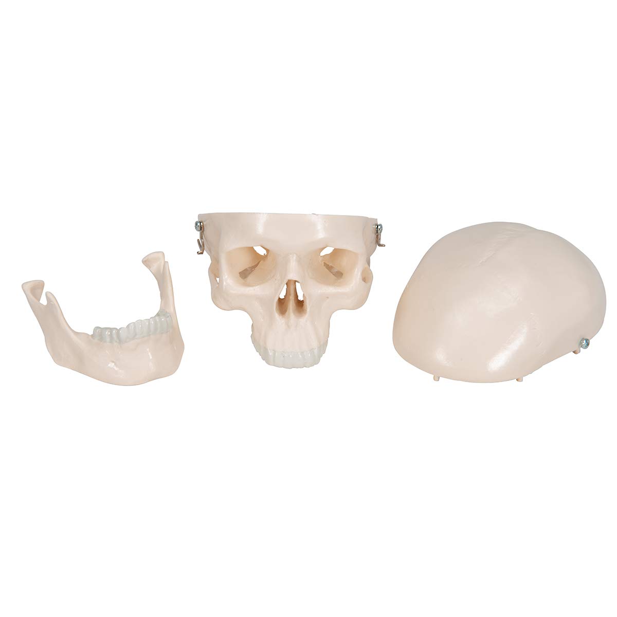 3b-scientific-a18-15-mini-sch-delmodell-mensch-3-teilig-mit-3b-smart-anatomy image 6