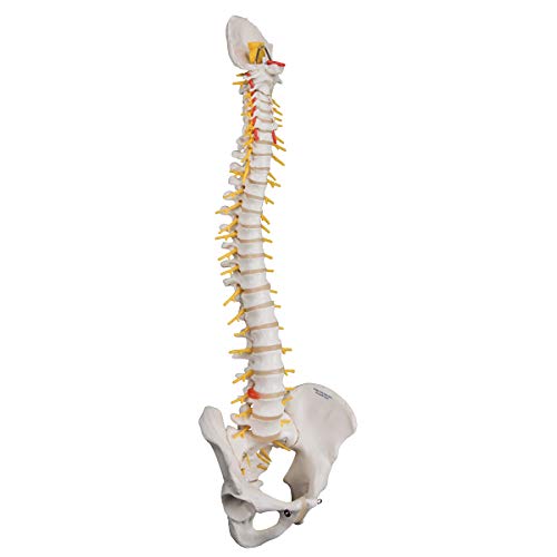 3b-scientific-flexible-luxus-wirbels-ule-ohne-stativ-mit-bandscheibenvorfall-l3- image 6