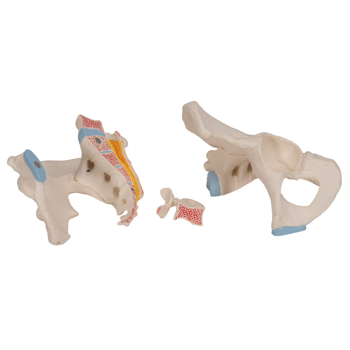 3b-scientific-m-nnliches-becken-modell-3-teilig-3b-smart-anatomy-app image 5