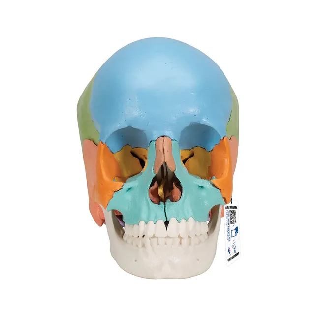 3b-scientific-didaktisches-sch-delmodell-22-teilig-mit-smart-anatomy-app image 1
