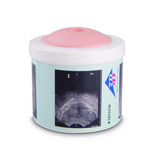 3b-scientific-p58-1-prostata-tastmodell-mit-4-stadien-dre-trainer image 1