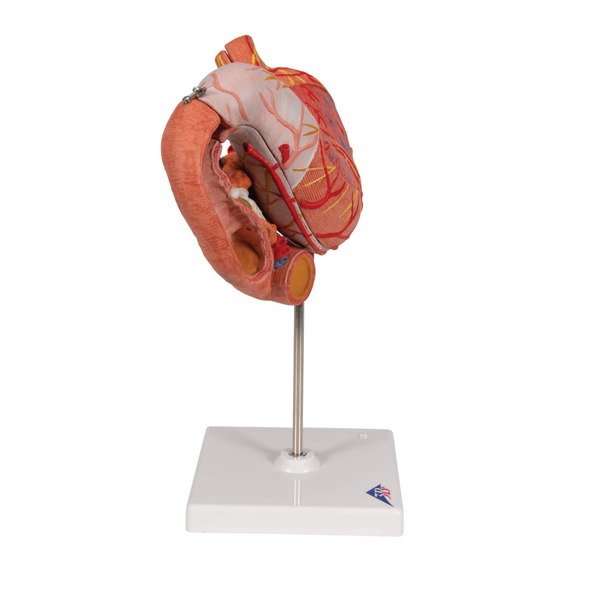 3b-scientific-magenmodell-3-teilig-anatomiemodell-aus-pvc image 3