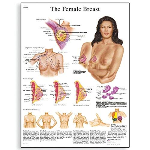 3b-scientific-lehrtafel-the-female-breast-laminiert-50x67-cm-englisch image 4