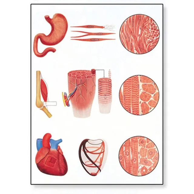 3b-scientific-lehrtafel-das-muskelgewebe-anatomie-wandkarte-84x200-cm-mit-holzbe image 1