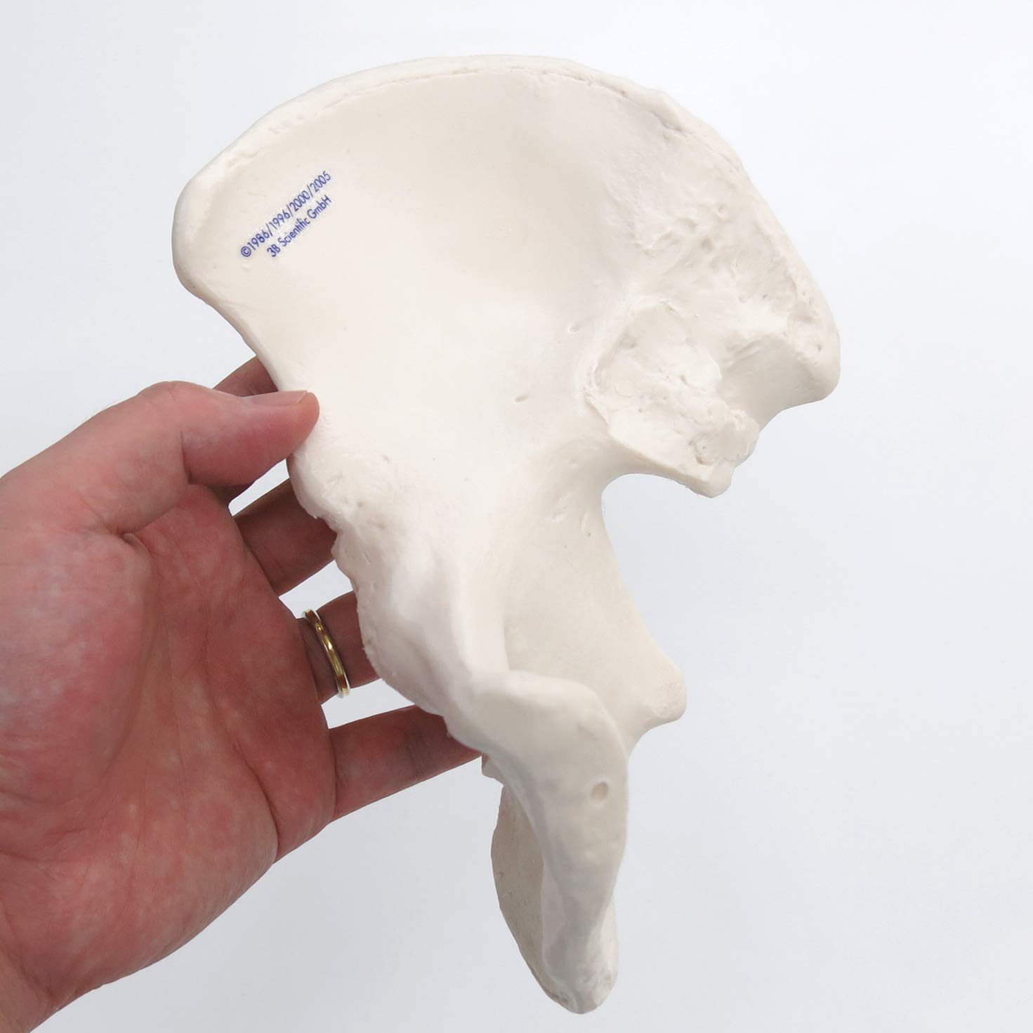 3b-scientific-h-ftbein-knochenmodell-in-originalgr-e-smart-anatomy-app image 2