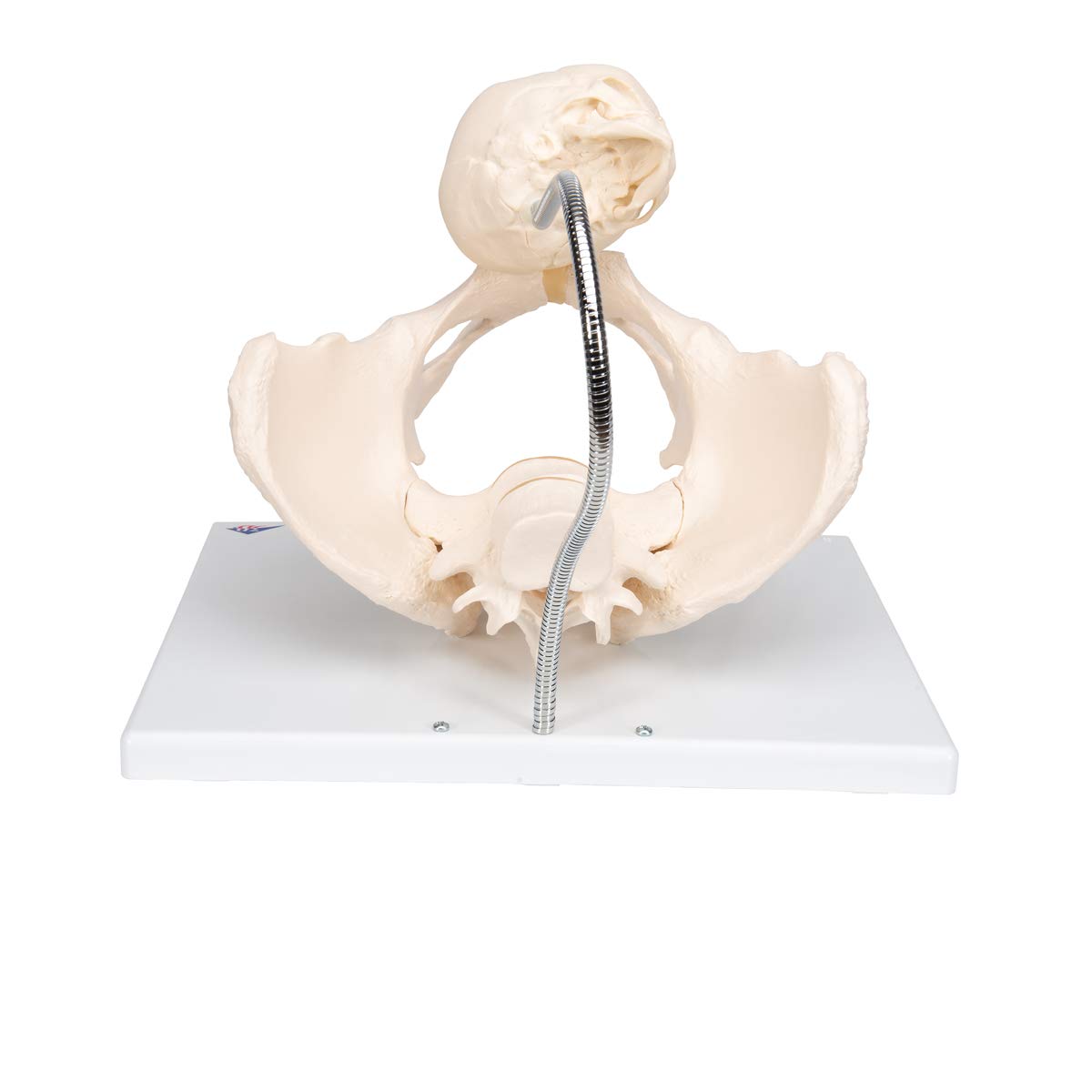 3b-scientific-beckenmodell-geburtsdemonstration-lebensgro-mit-f-tus-plazenta-sma image 4