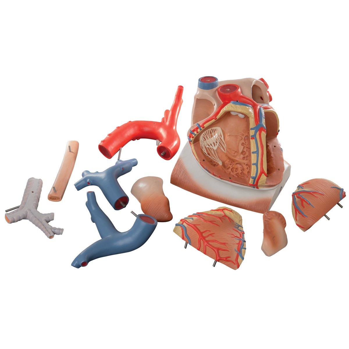 3b-scientific-herzmodell-mit-zwerchfell-3-fache-gr-e-10-teilig-smart-anatomy-app image 6