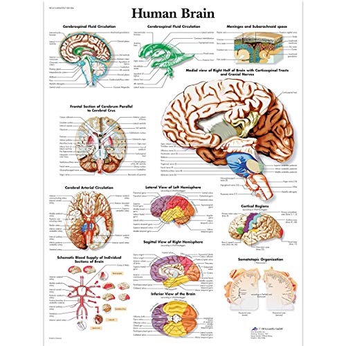 3b-scientific-anatomietafel-menschliches-gehirn-papierposter-50-x-67-cm-englisch image 2