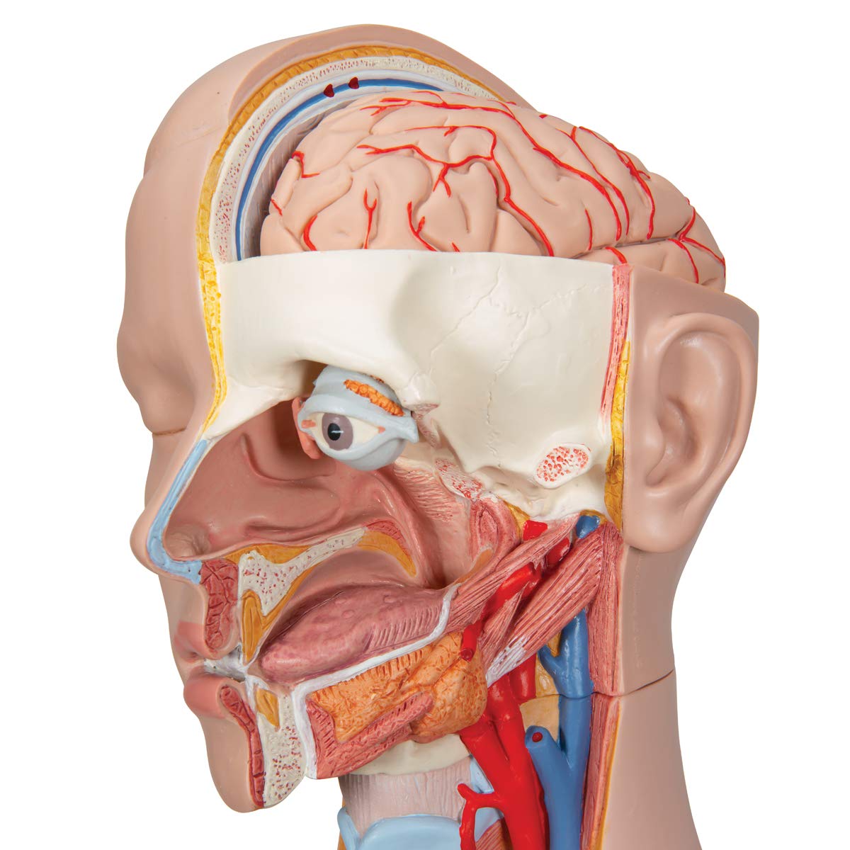 3b-scientific-klassik-torso-b13-geschlechtslos-14-teilig-menschlicher-torso-mit- image 5