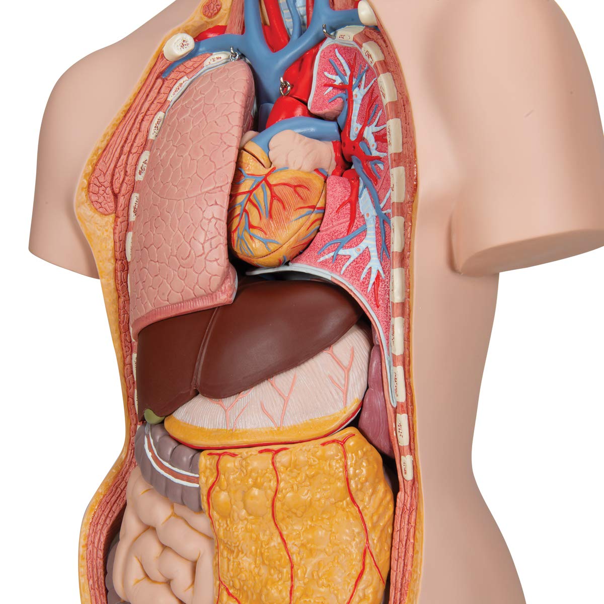 3b-scientific-classic-torso-modell-geschlechtsneutral-18-teilig-mit-offenem-nack image 4