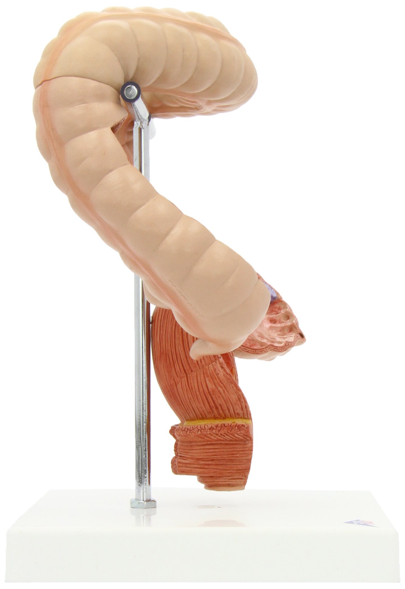 3b-scientific-dickdarm-modell-k55-anatomie-verdauung image 4