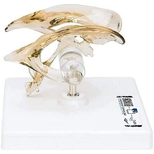 3b-scientific-gehirnventrikel-modell-vh410-auf-stativ-smart-anatomy-app image 8
