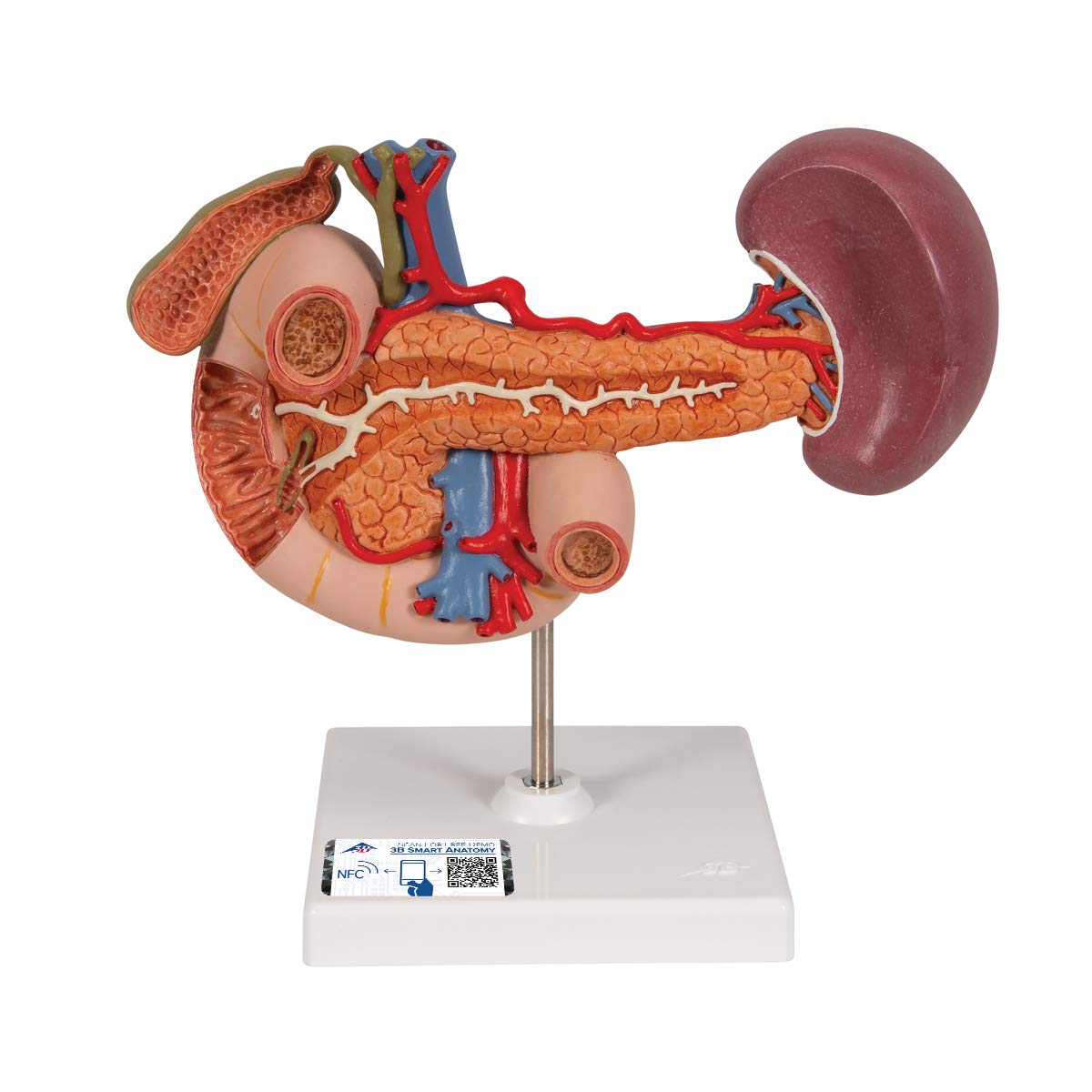 3b-scientific-hintere-oberbauchorgane-anatomiemodell-aus-pvc image 1