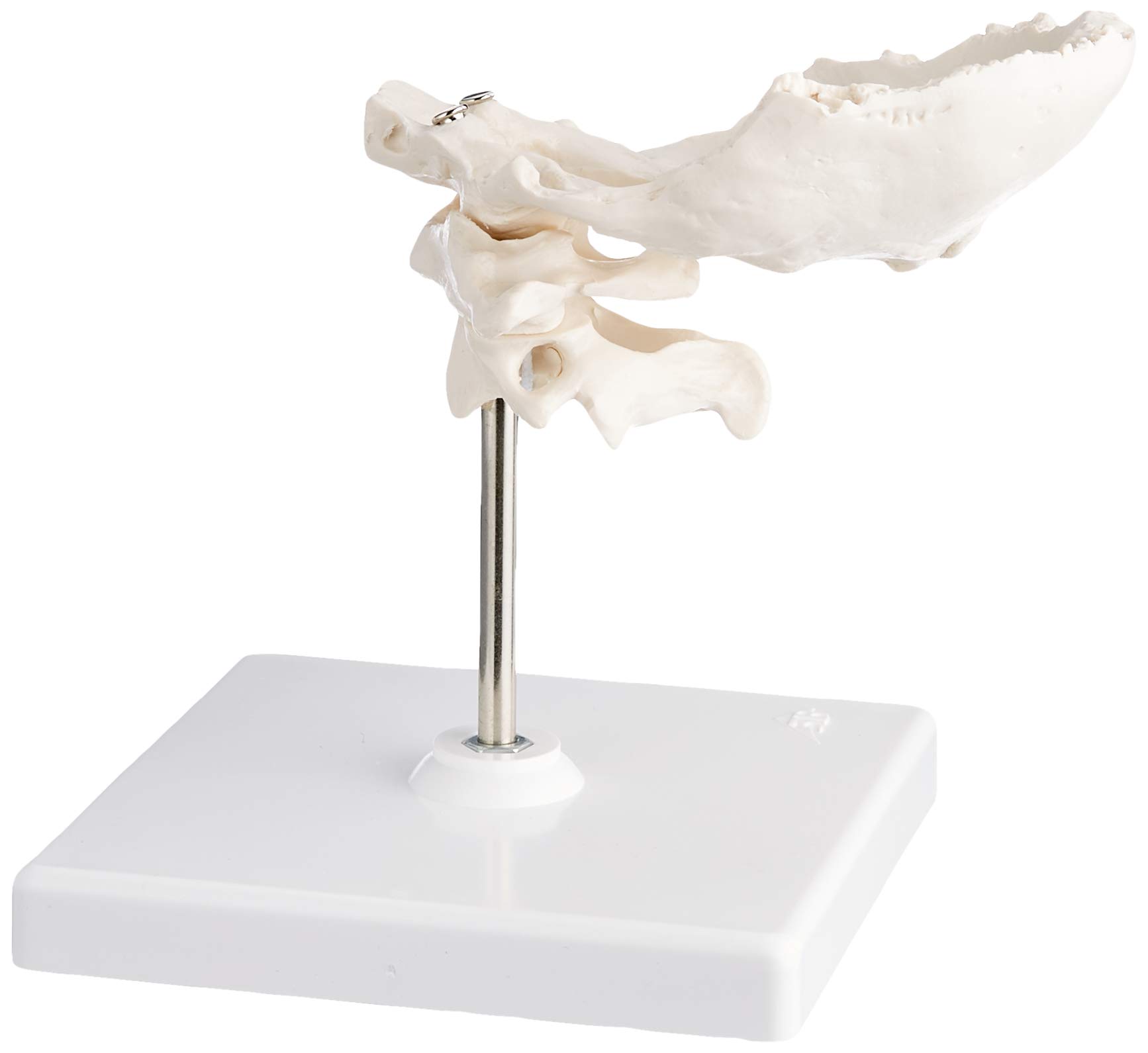 3b-scientific-atlas-und-axis-mit-hinterhauptschuppe-0-3-kg-smart-anatomy-app image 2