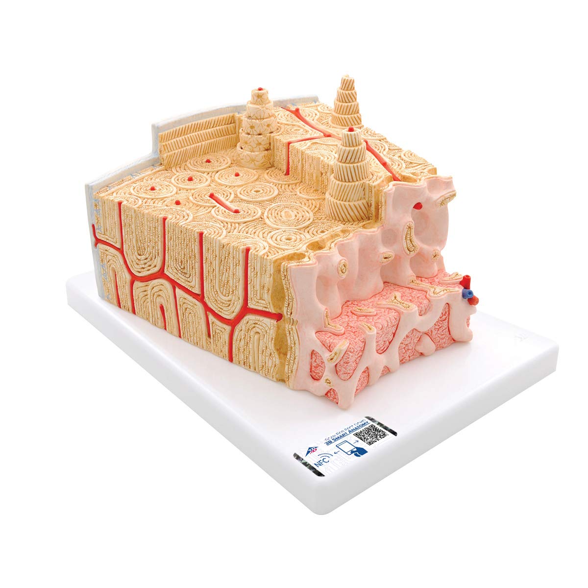 3b-scientific-microanatomy-knochenstruktur-modell-80-fach-vergr-ert-histologie-l image 1