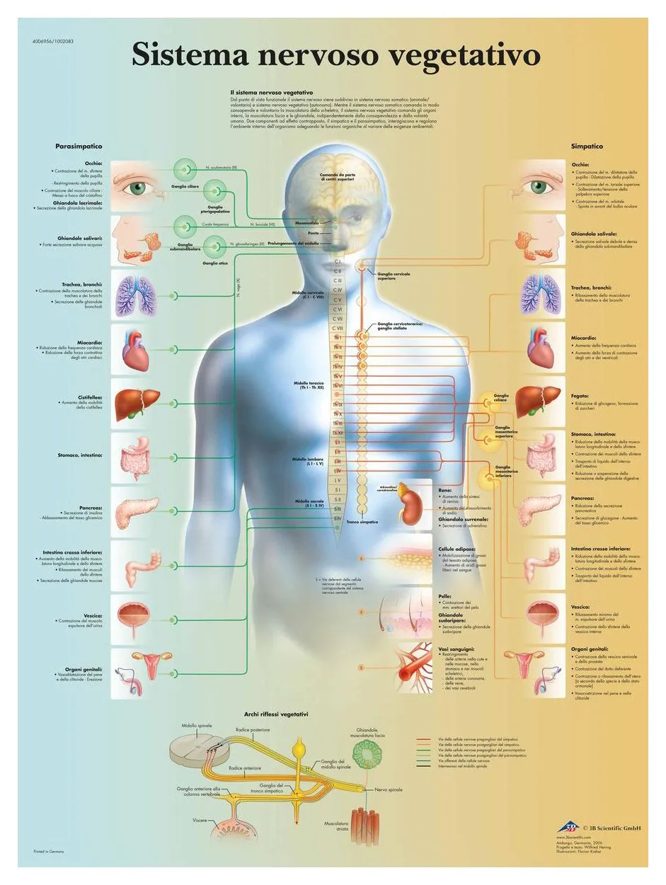 3b-scientific-autonomes-nervensystem-tafel-laminiertes-anatomieposter-50x67-cm image 1