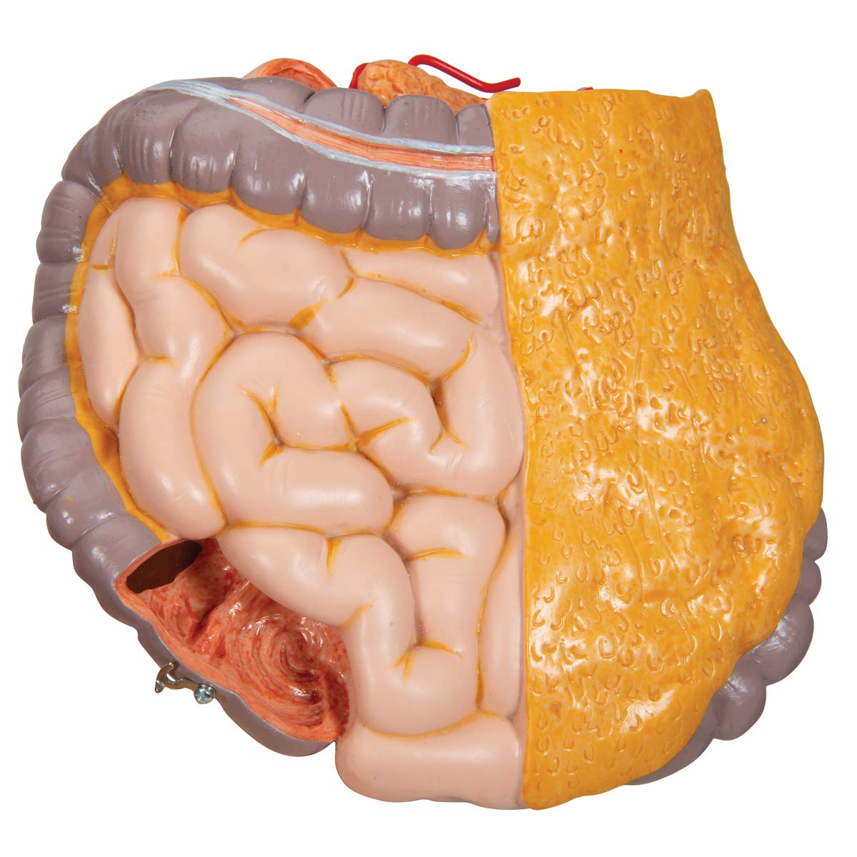 3b-scientific-klassik-torso-b13-geschlechtslos-14-teilig-menschlicher-torso-mit- image 8