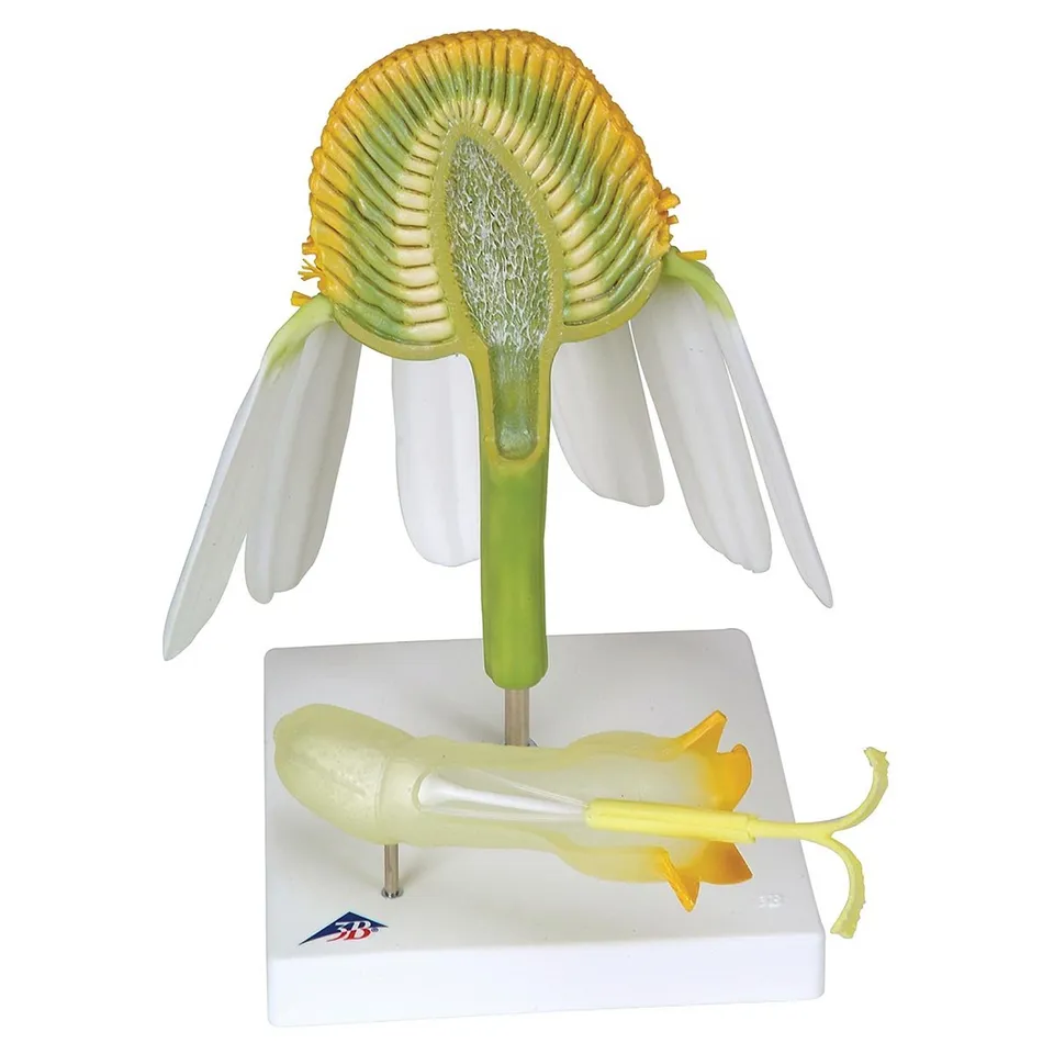 3b-scientific-kamillenbl-te-matricaria-chamomilla-botanik-modell-t21023 image 1