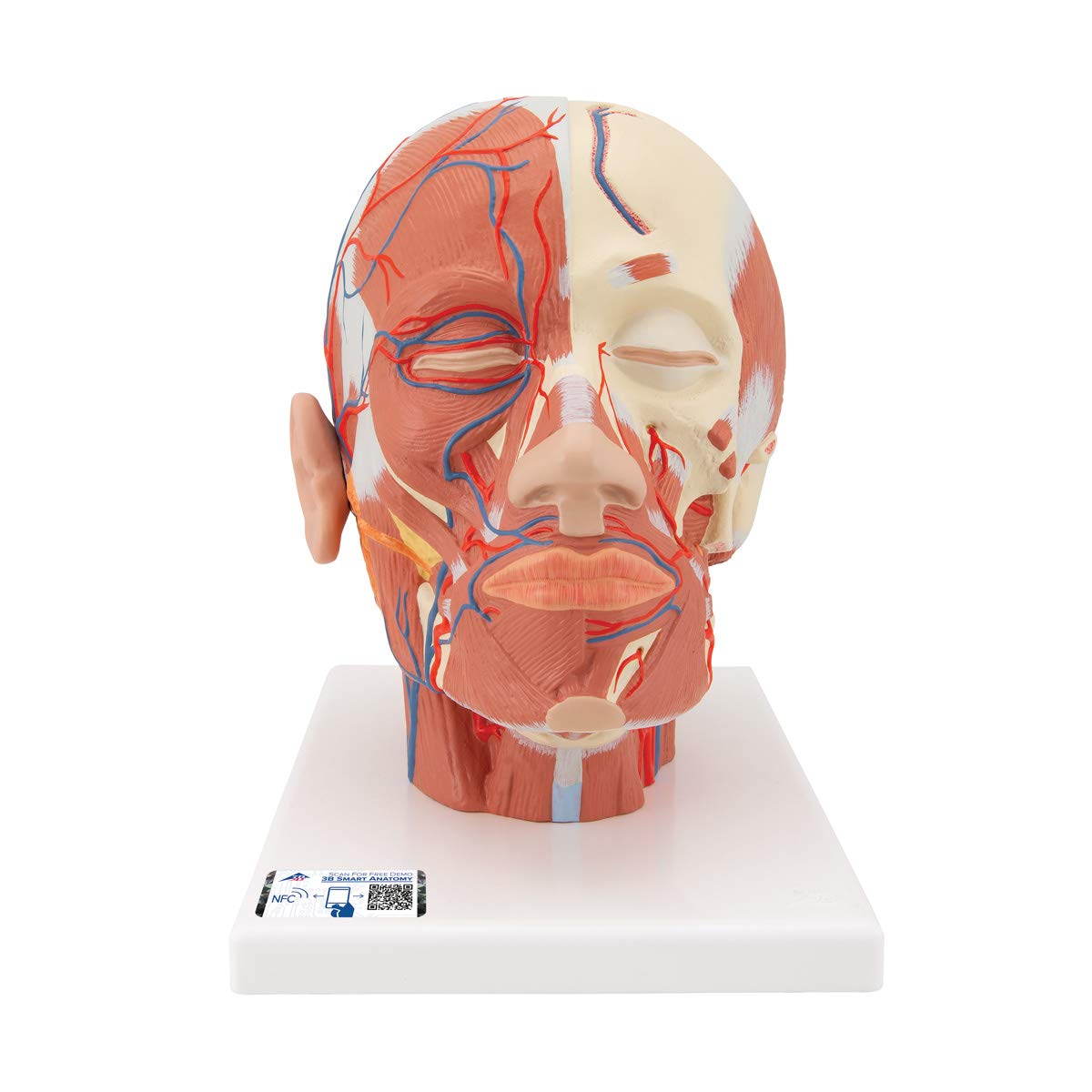 3b-scientific-kopfmodell-lebensgro-mit-muskulatur-blutgef-en-pvc-smart-anatomy-a image 1
