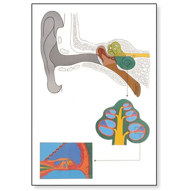 3b-scientific-lehrtafel-das-ohr-anatomie-poster-84x200-cm-ohne-best-bung image 1