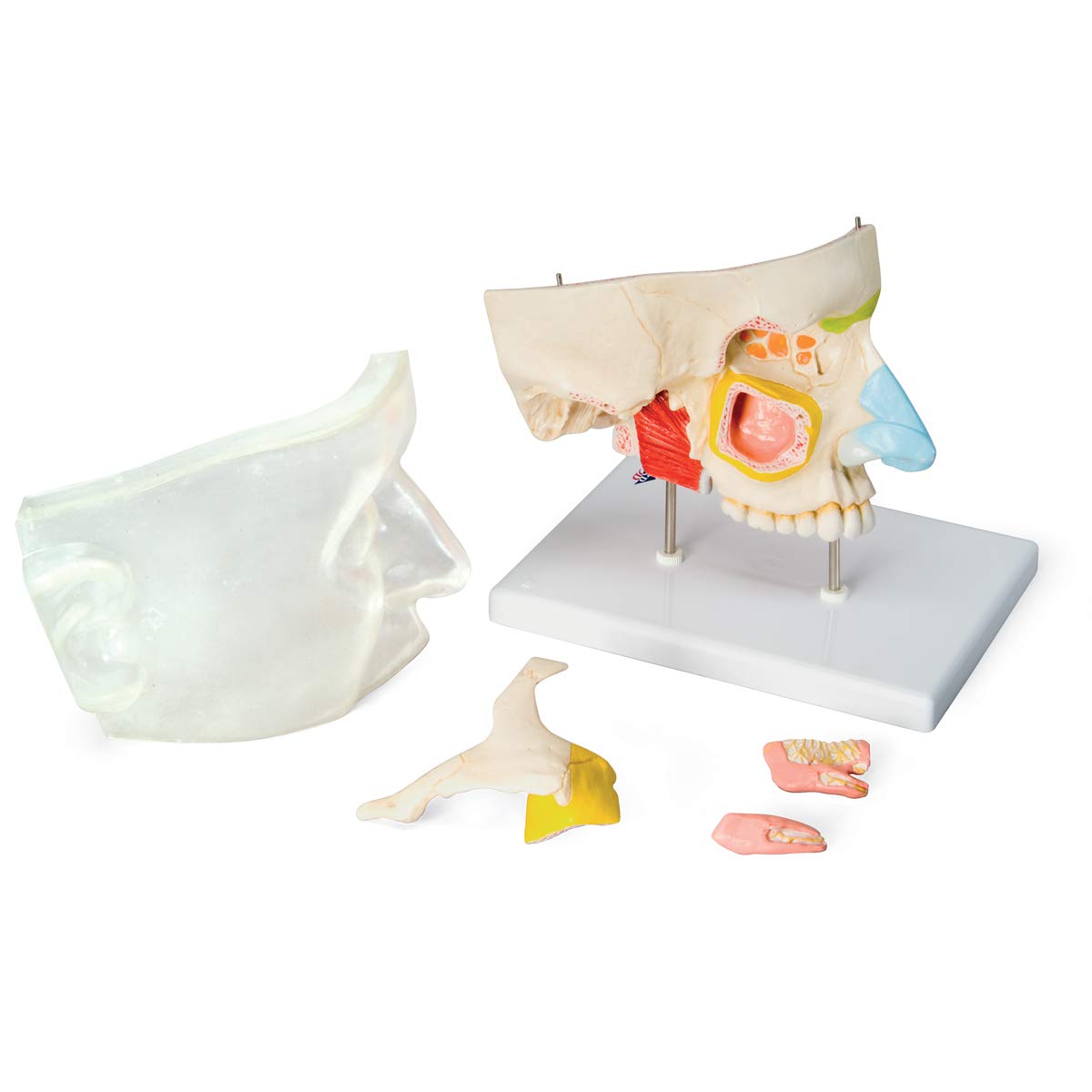 3b-scientific-nase-mit-nasennebenh-hlen-5-teilig-1-5-fach-e20 image 5