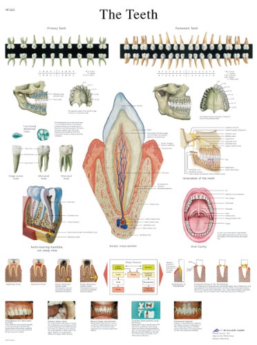3b-scientific-lehrtafel-menschliche-z-hne-laminiert-50x67-cm-beschreibbar image 3
