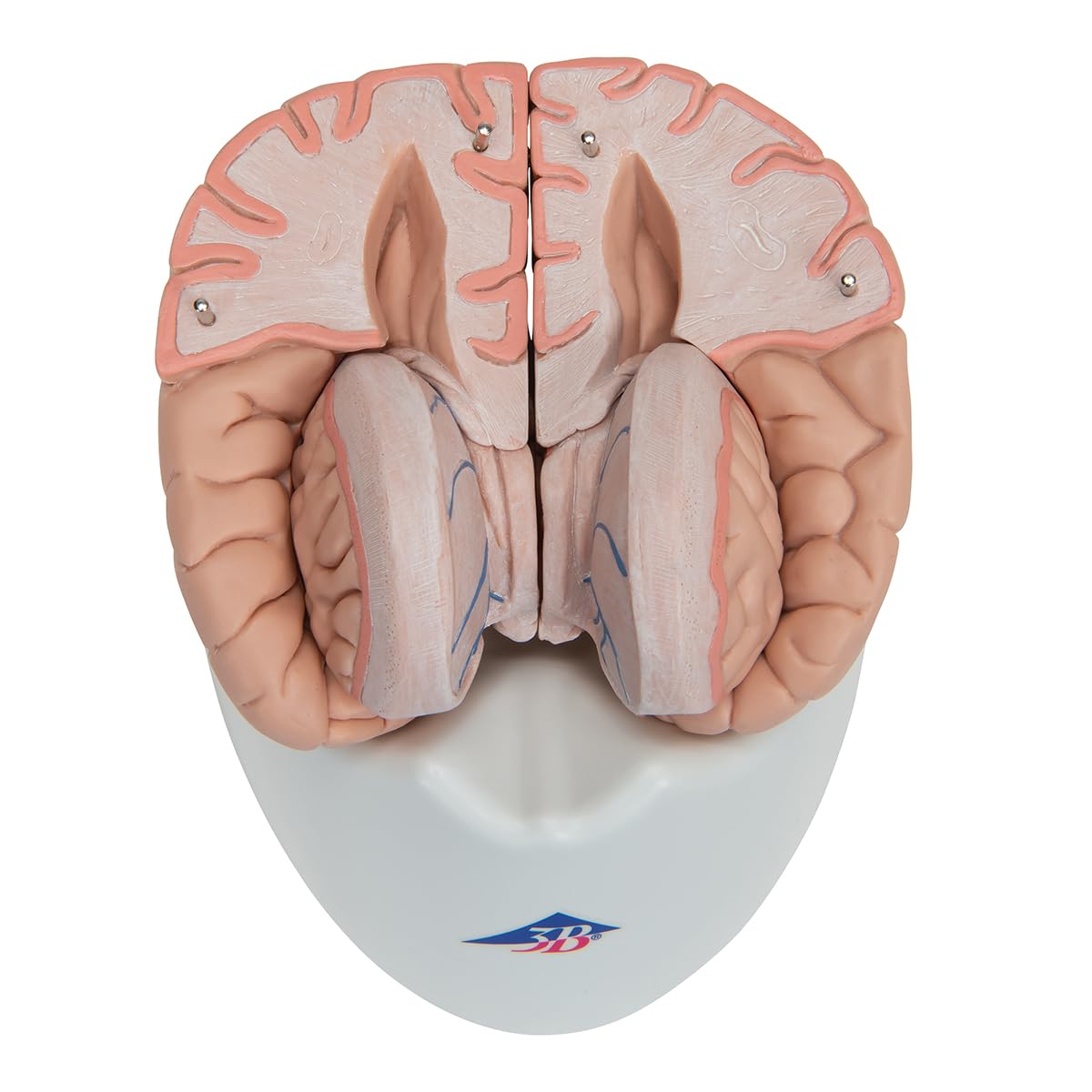 3b-scientific-c17-gehirnmodell-8-teilig-mit-3b-smart-anatomy image 8