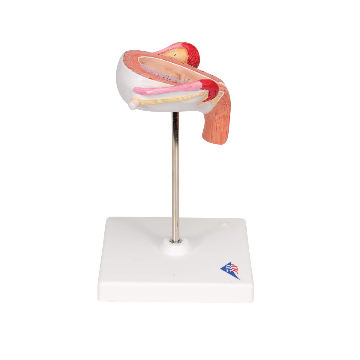 3b-scientific-fetus-modell-3-monat-schwangerschaftsmodell-in-geb-rmutter-nat-rli image 3