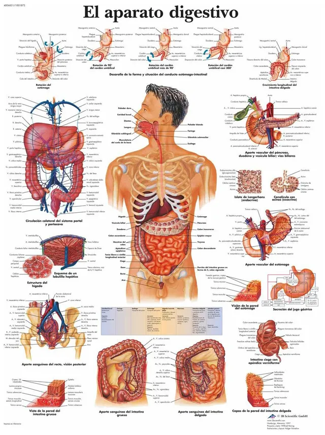 3b-scientific-verdauungstrakt-poster-anatomieposter-50x67-cm-papier image 1