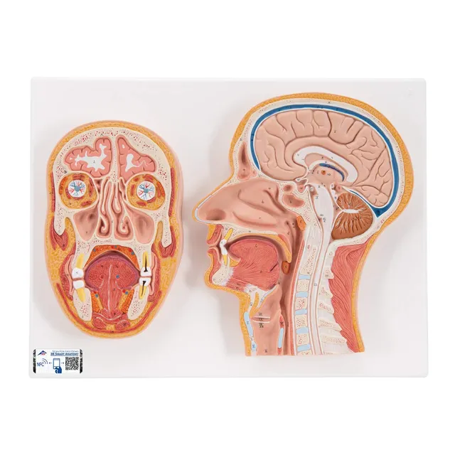 3b-scientific-kopfmodell-lebensgro-median-frontalschnitt-mit-gehirn-smart-anatom image 1