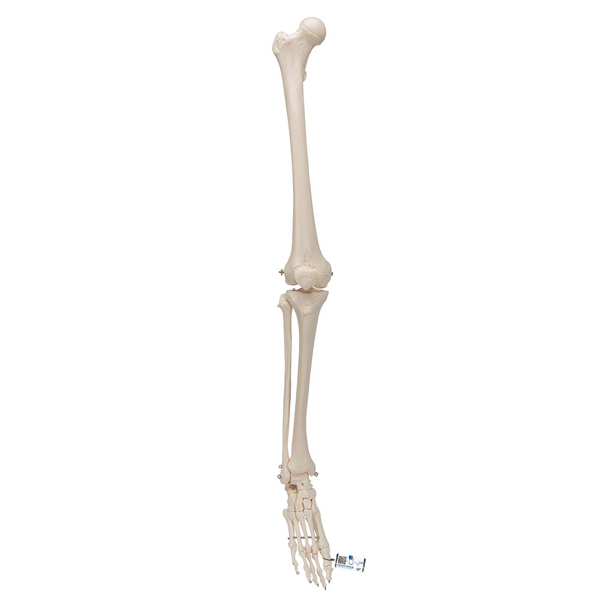 3b-scientific-beinskelett-mit-fu-lebensgro-es-anatomiemodell-smart-anatomy-app image 1
