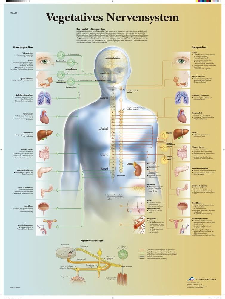 3b-scientific-lehrtafel-vegetatives-nervensystem-poster-50x67-cm-papier image 2