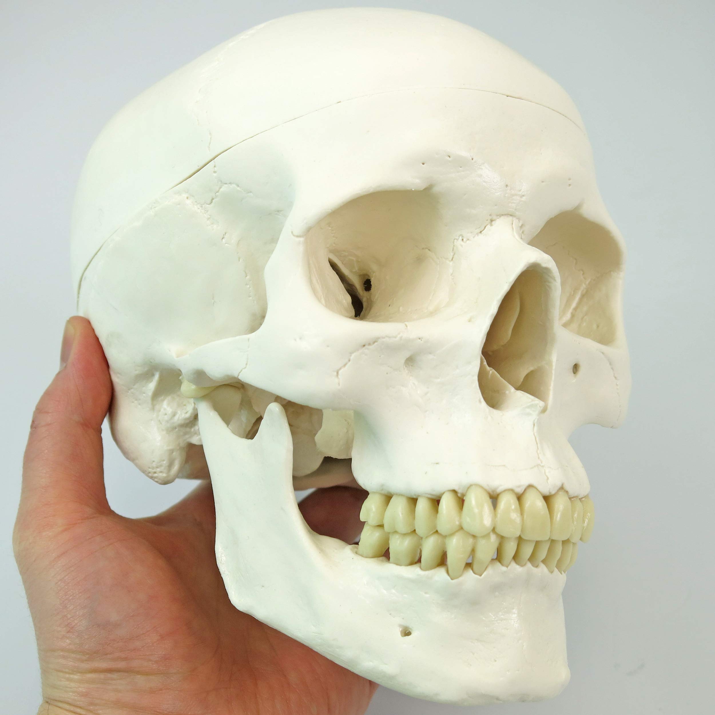 3b-scientific-a04-halbes-skelett-unmontiert-3b-smart-anatomy-app-3-teiliger-sch- image 2