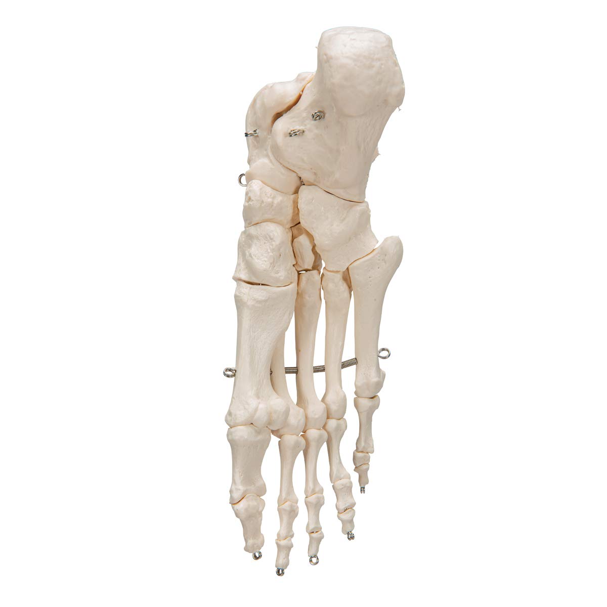 3b-scientific-fu-skelett-modell-auf-draht-mit-3b-smart-anatomy-app-anatomie-fu image 3