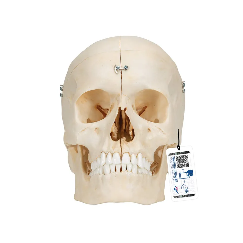 3b-scientific-bonelike-sch-delmodell-6-teilig-lebensgro-mit-mediansagittalschnit image 1
