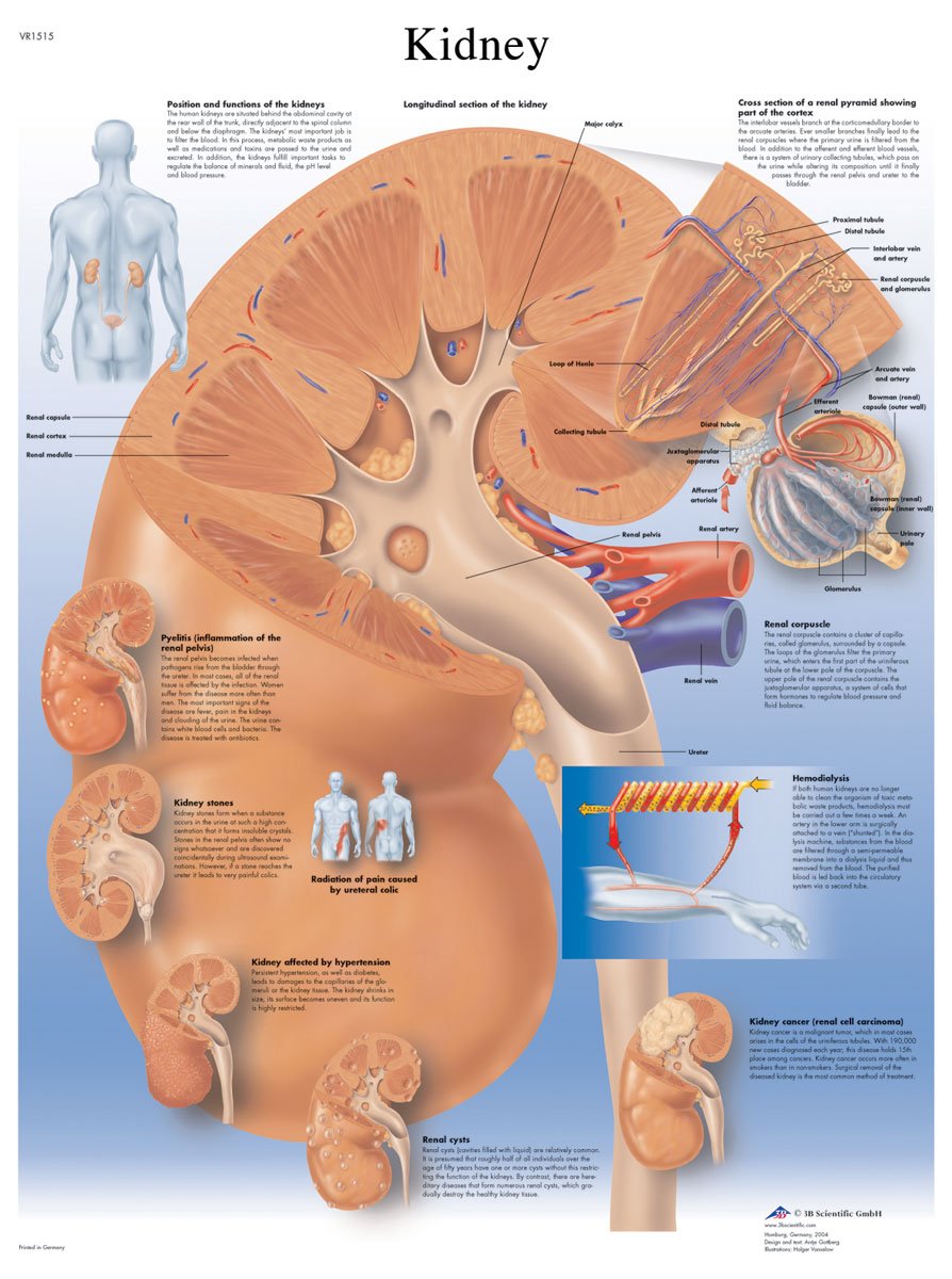 3b-scientific-nierendiagramm-menschliche-anatomie-papierversion-englische-versio image 2