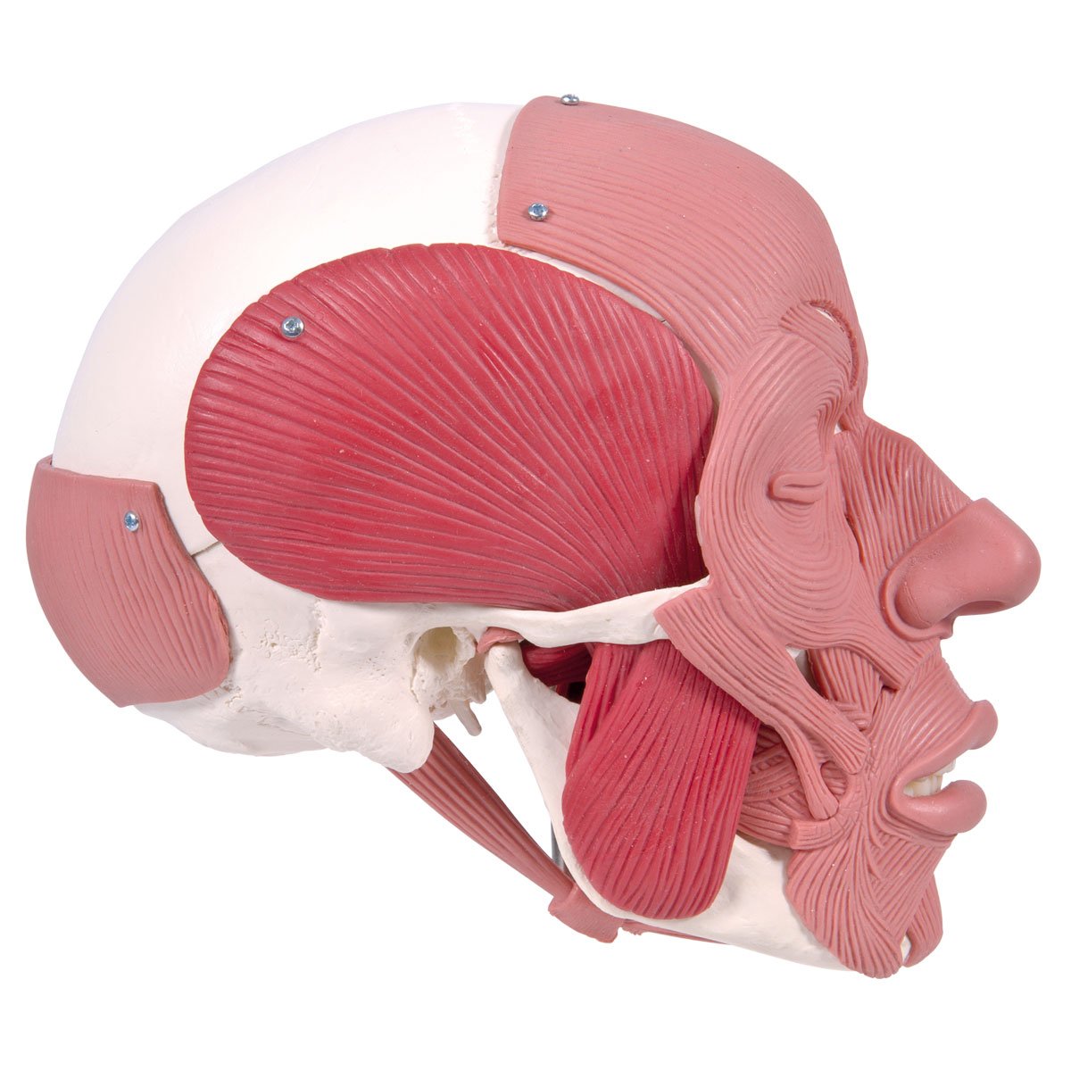 3b-scientific-classic-skull-series-sch-del-modell-a300-klassisch-mit-montage image 3