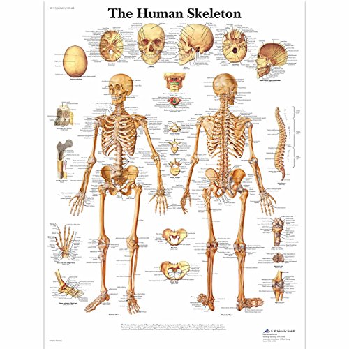 3b-scientific-vr1113uu-lehrtafel-das-menschliche-skelett-papierposter-50x67-cm-e image 3