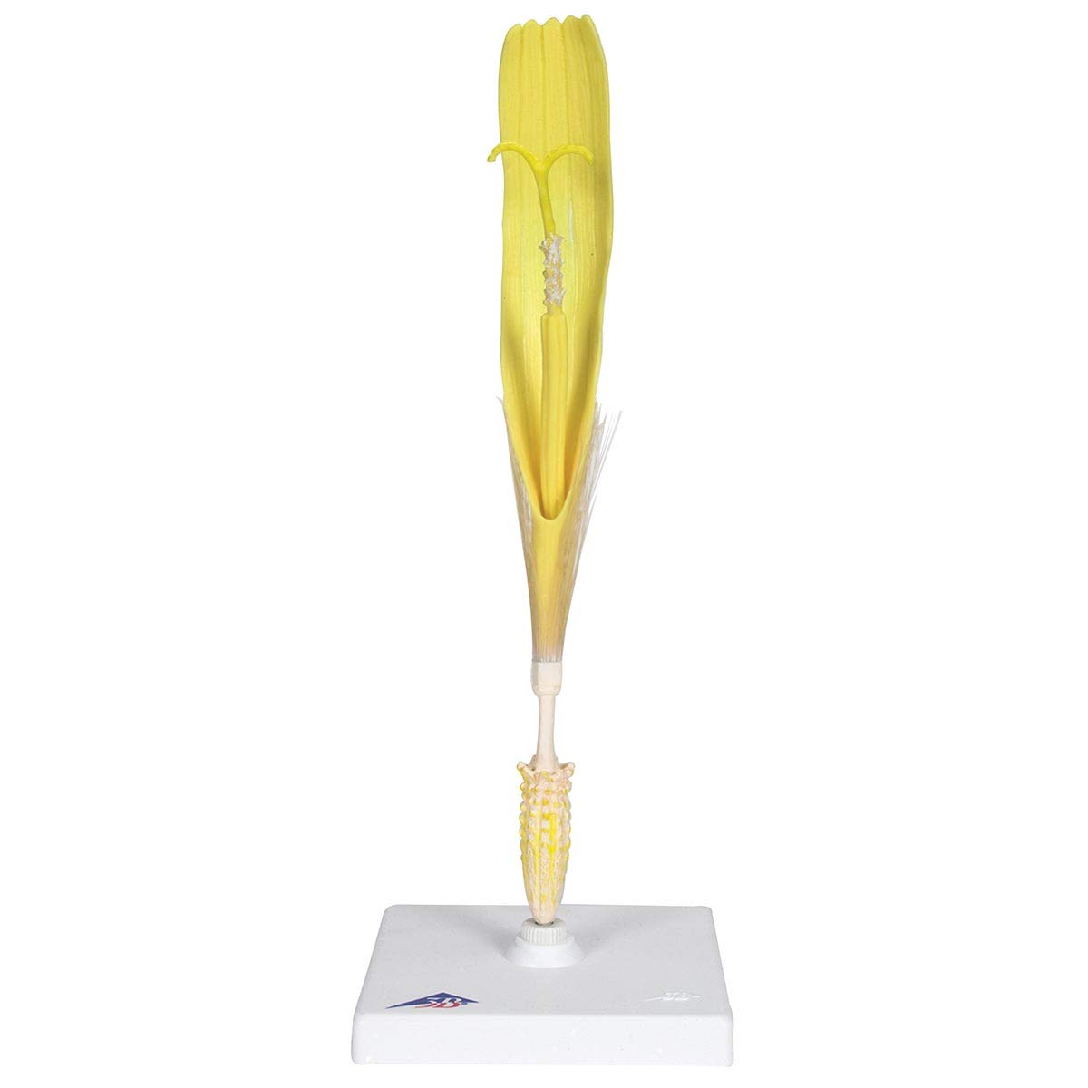 3b-scientific-l-wenzahnbl-te-taraxacum-officinale-modell-botanik image 2
